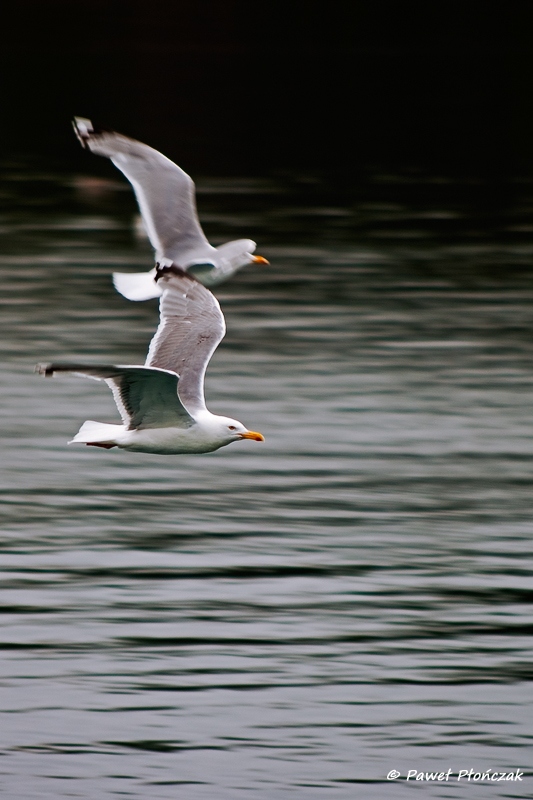 net_IMGP8129_p.jpg - Seagulls at the Harbour at Bodo