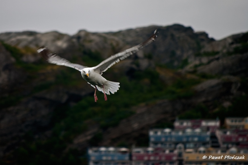 net_IMGP8136_p.jpg - Seagulls at the Harbour at Bodo