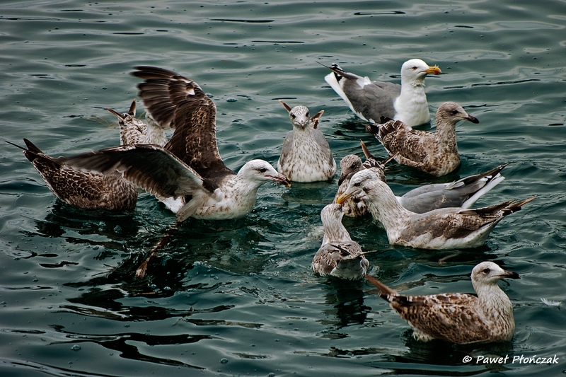 net_IMGP8154_p.jpg - Seagulls at the Harbour at Bodo