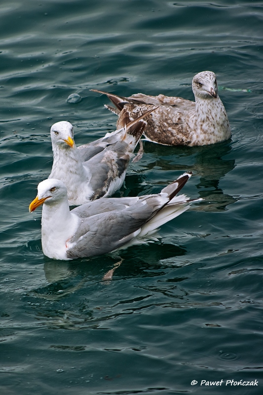 net_IMGP8156_p.jpg - Seagulls at the Harbour at Bodo