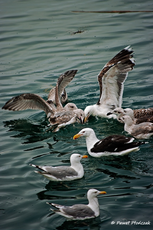 net_IMGP8159_p.jpg - Seagulls at the Harbour at Bodo
