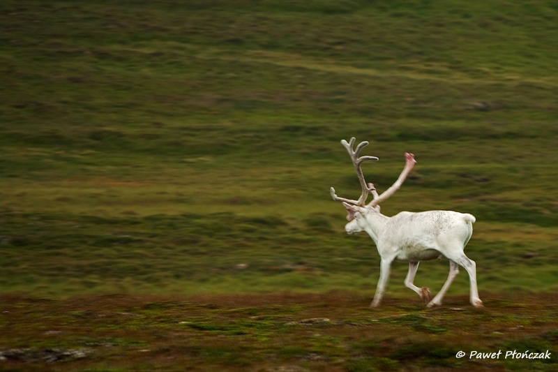net_IMGP8764_p.jpg - Reindeers at Nordkapp