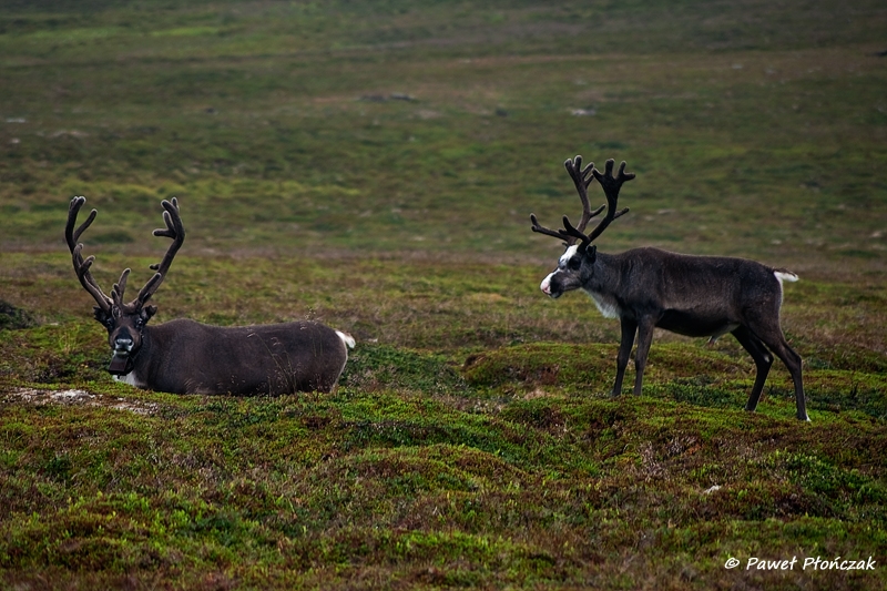 net_IMGP8767_p.jpg - Reindeers at Nordkapp
