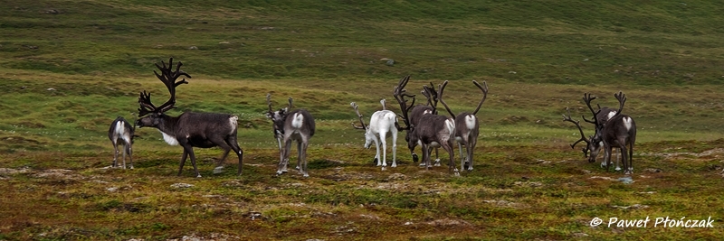 net_IMGP8772_p.jpg - Reindeers at Nordkapp